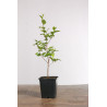 Styrax japonica