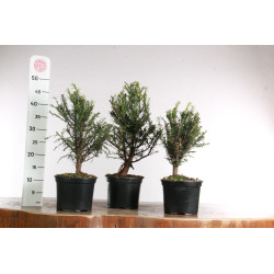 Taxus baccata - Prebonsai -...
