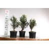 Taxus baccata - Prebonsai - maceta plastico