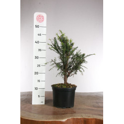 Taxus baccata - Prebonsai - maceta plastico