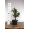 Taxus baccata - Prebonsai - maceta plastico