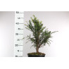 Taxus baccata - Prebonsai - maceta plastico