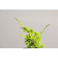 Juniperus chinensis Itoigawa