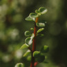 Portulacaria
