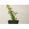 Portulacaria