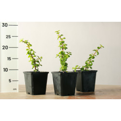 Portulacaria