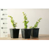 Portulacaria