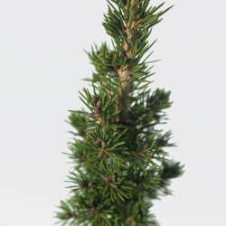 PICEA CONICA