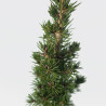 PICEA CONICA