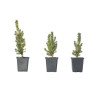 PICEA CONICA