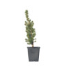 PICEA CONICA