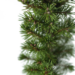 PICEA CONICA