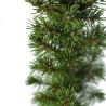 PICEA CONICA