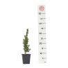 PICEA CONICA