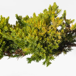 JUNIPERUS P. KYSHIO