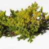 JUNIPERUS P. KYSHIO