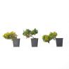 JUNIPERUS P. KYSHIO