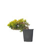 JUNIPERUS P. KYSHIO