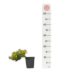JUNIPERUS P. KYSHIO