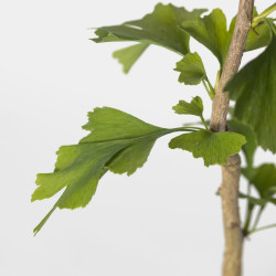 GINKGO BILOBA - Vaso 1L.