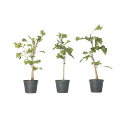 GINKGO BILOBA - Vaso 1L.