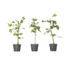 GINKGO BILOBA - Vaso 1L.