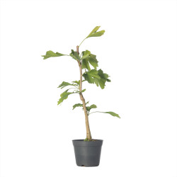 GINKGO BILOBA - Vaso 1L.