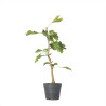 GINKGO BILOBA - Vaso 1L.