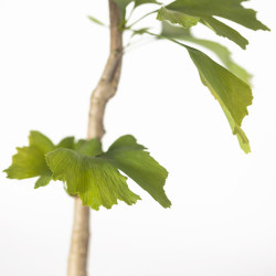GINKGO BILOBA - Vaso 1L.