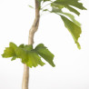 GINKGO BILOBA - Vaso 1L.