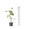 GINKGO BILOBA - Vaso 1L.