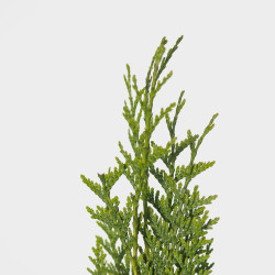 THUYA SPP.