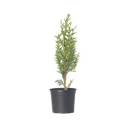 THUYA SPP.