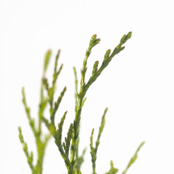 THUYA SPP.
