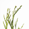 THUYA SPP.
