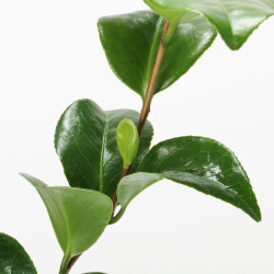 CAMELIA JAPONICA