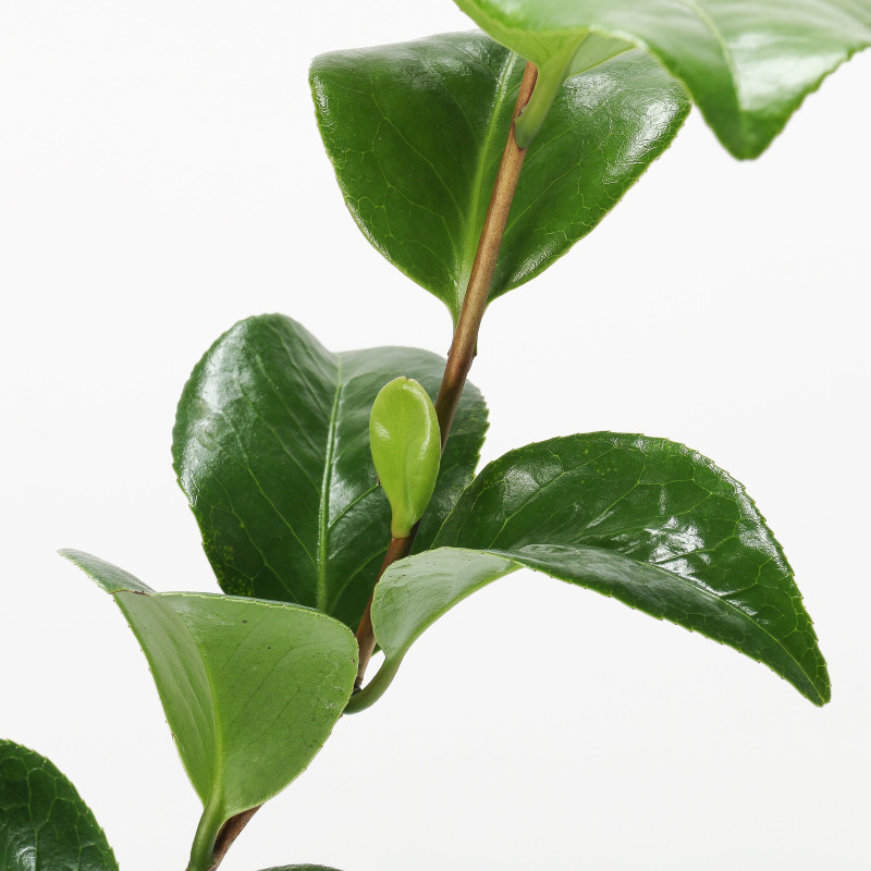CAMELIA JAPONICA