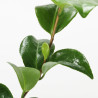 CAMELIA JAPONICA