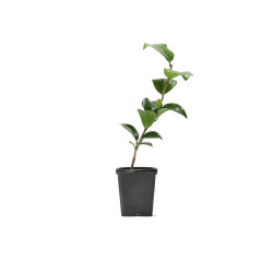 CAMELIA JAPONICA