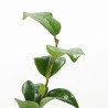 CAMELIA JAPONICA