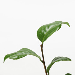 CAMELIA JAPONICA