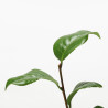 CAMELIA JAPONICA