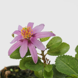 GREWIA
