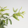 CALLIANDRA PINK