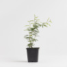 CALLIANDRA PINK