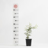 CALLIANDRA PINK