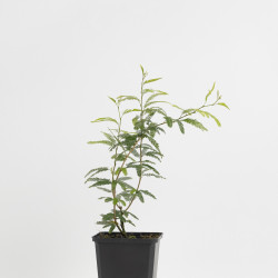 CALLIANDRA PINK