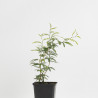 CALLIANDRA PINK