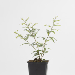 CALLIANDRA PINK