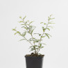CALLIANDRA PINK